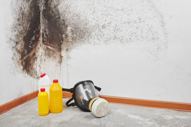 Best Localized Mold Remediation (e.g., coastal areas, humid climates) in Archie, MO