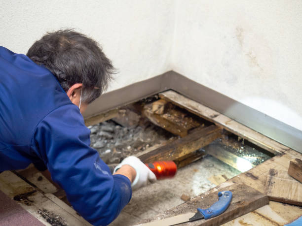 Best Mold Testing and Inspection Services in Archie, MO