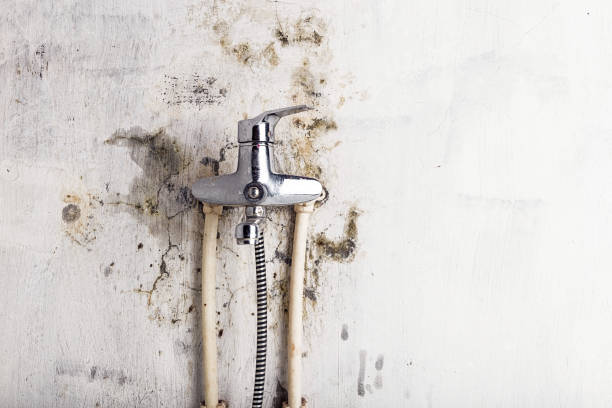 Best Commercial Mold Remediation in Archie, MO