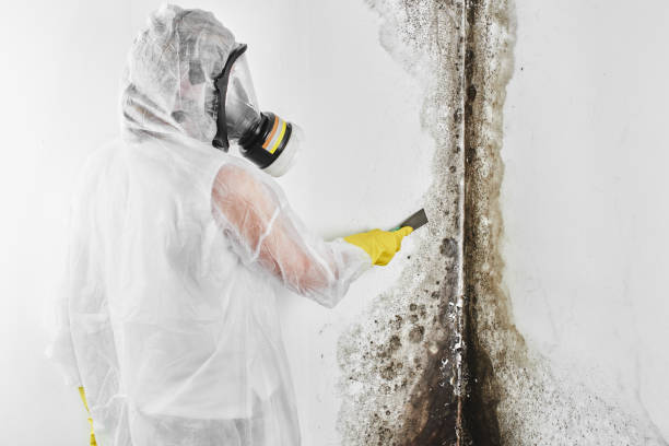 Best Industrial Mold Remediation in Archie, MO