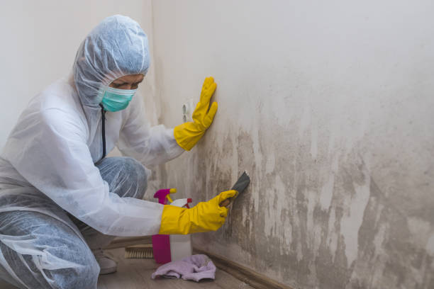 Best Crawl Space Mold Remediation in Archie, MO