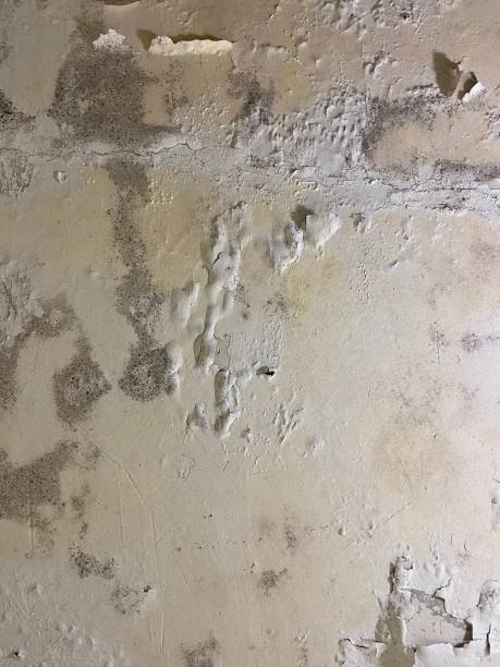 Best Kitchen Mold Remediation in Archie, MO